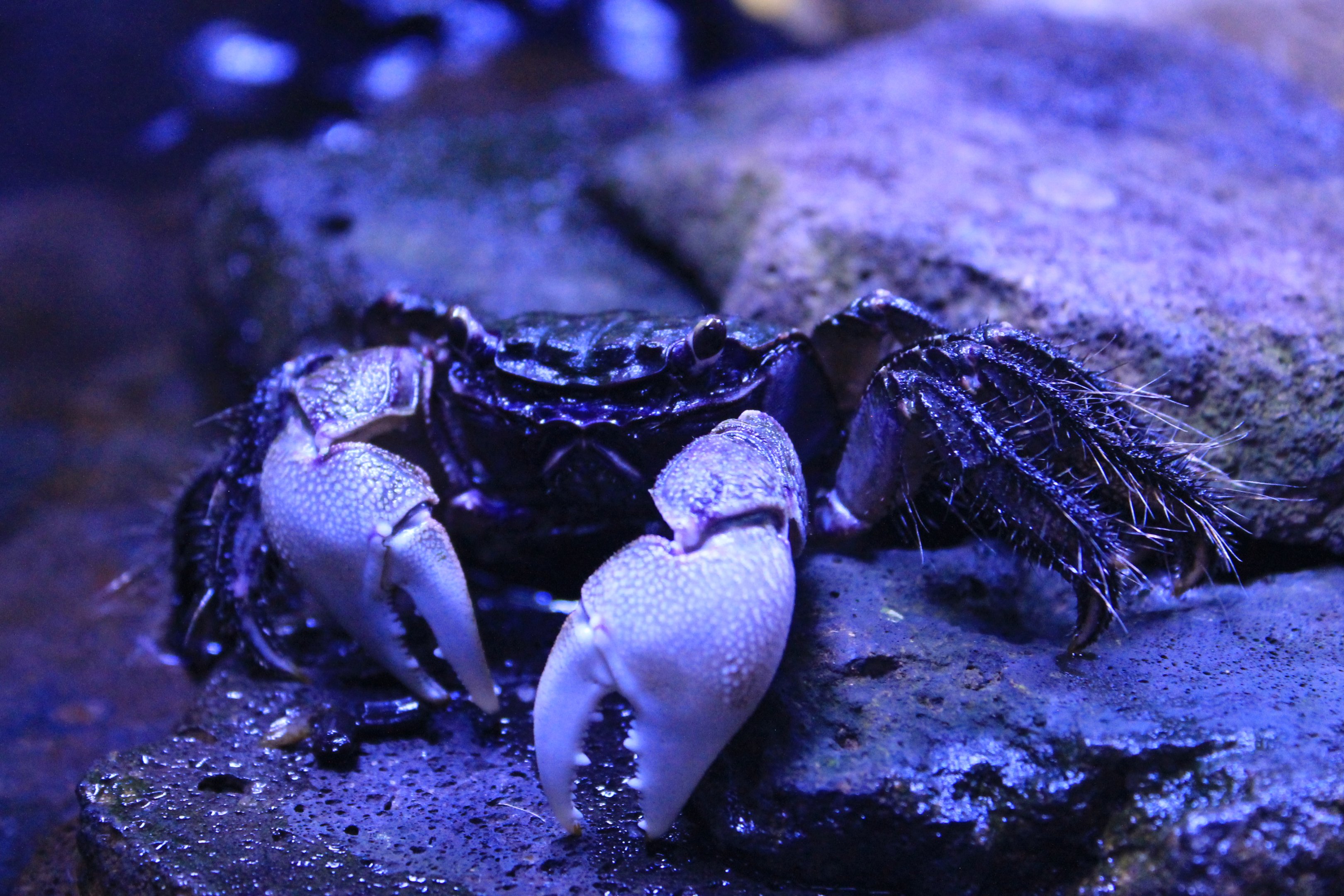 Ogasawara Crab (Chiromantes magnus)