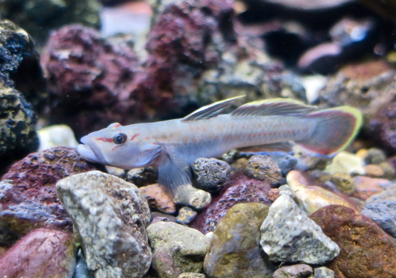 Ogasawara Freshwater Goby (Rhinogobius ogasawaraensis)