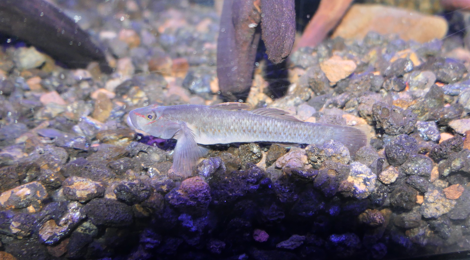 Ogasawara Goby (Rhinogobius ogasawariensis)