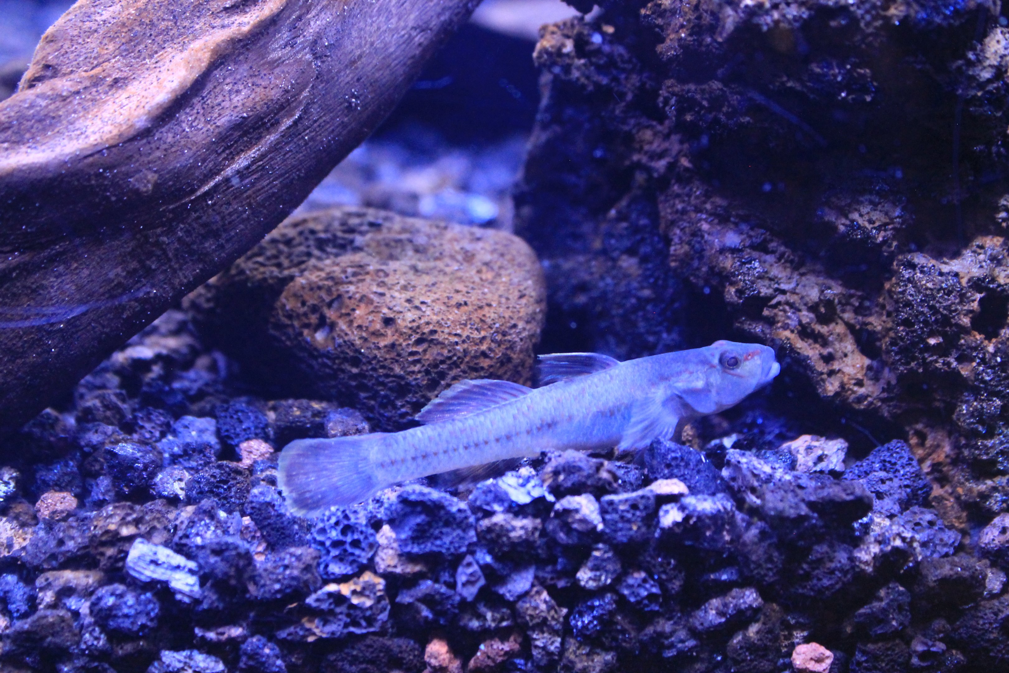 Ogasawara Goby (Rhinogobuis ogasawaraensis)