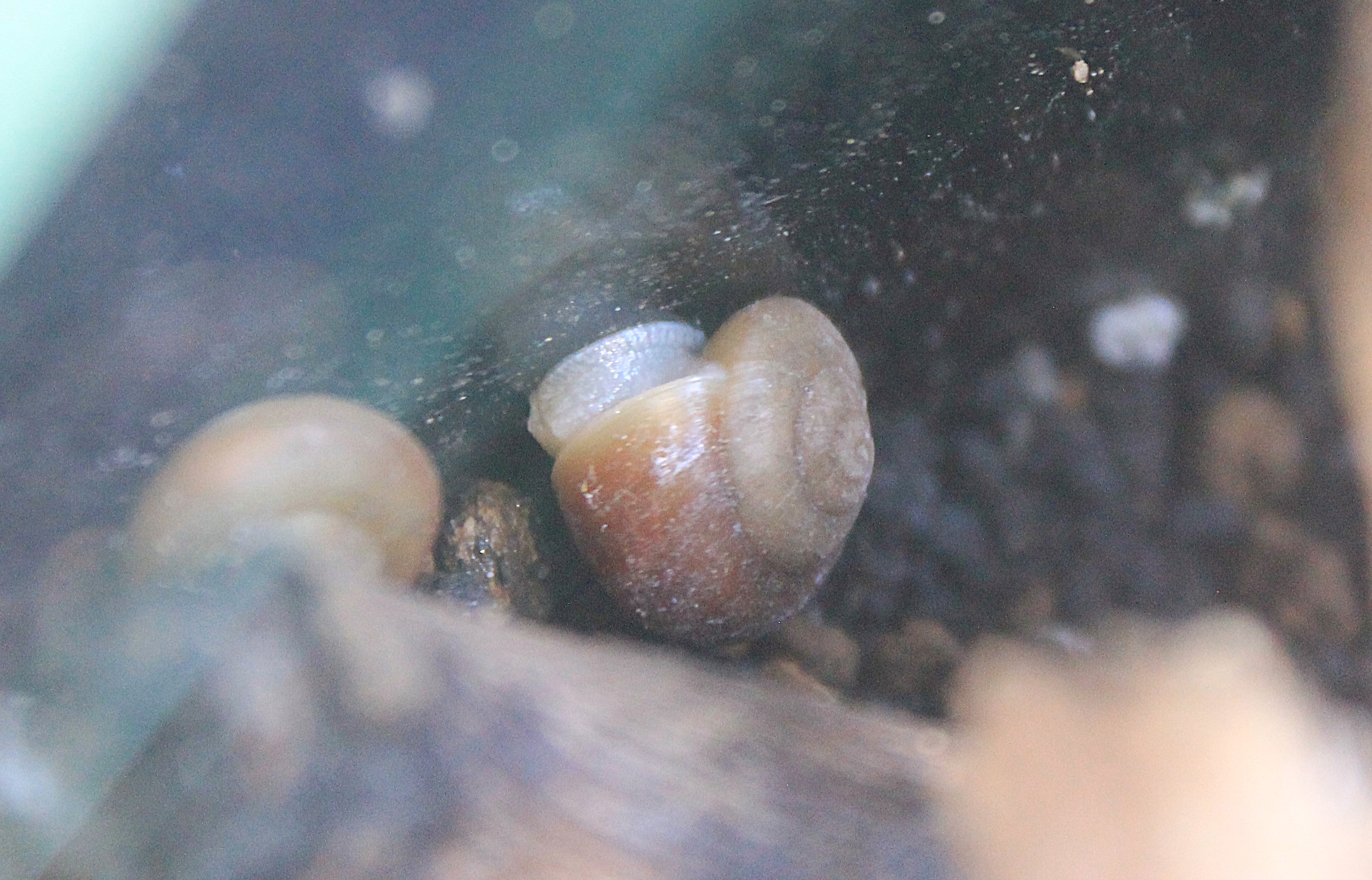 Ogasawara Land Snail (Mandarina hirasei)