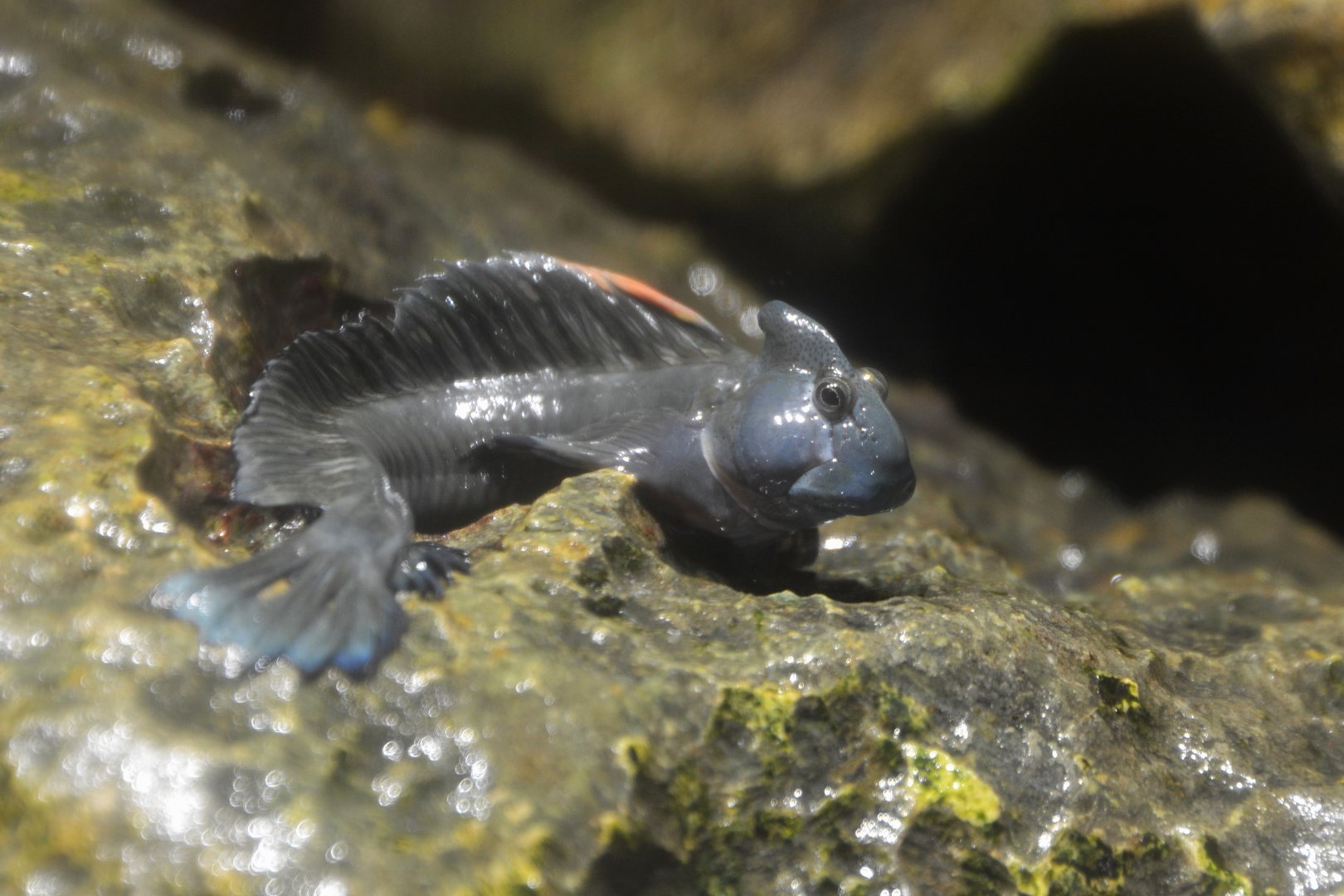 Ogasawara leaping blenny (Alticus orientalis)