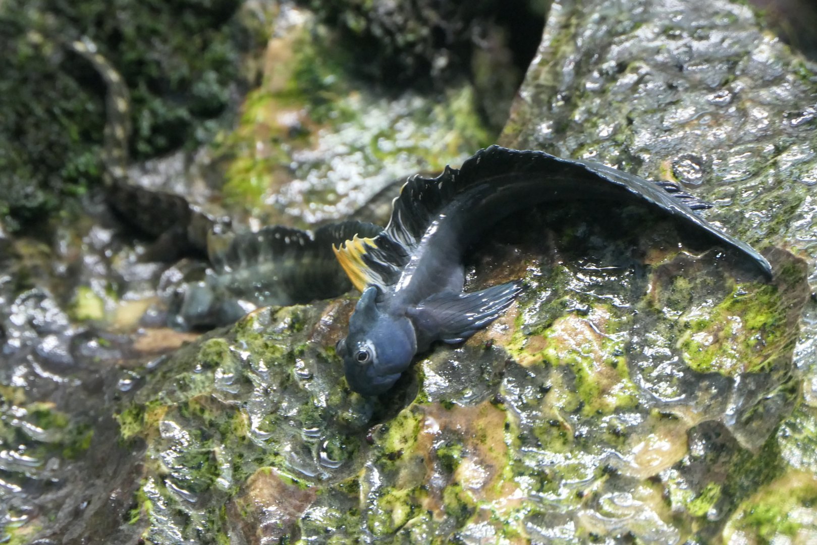 Ogasawara Leaping Blenny (Alticus orientalis)
