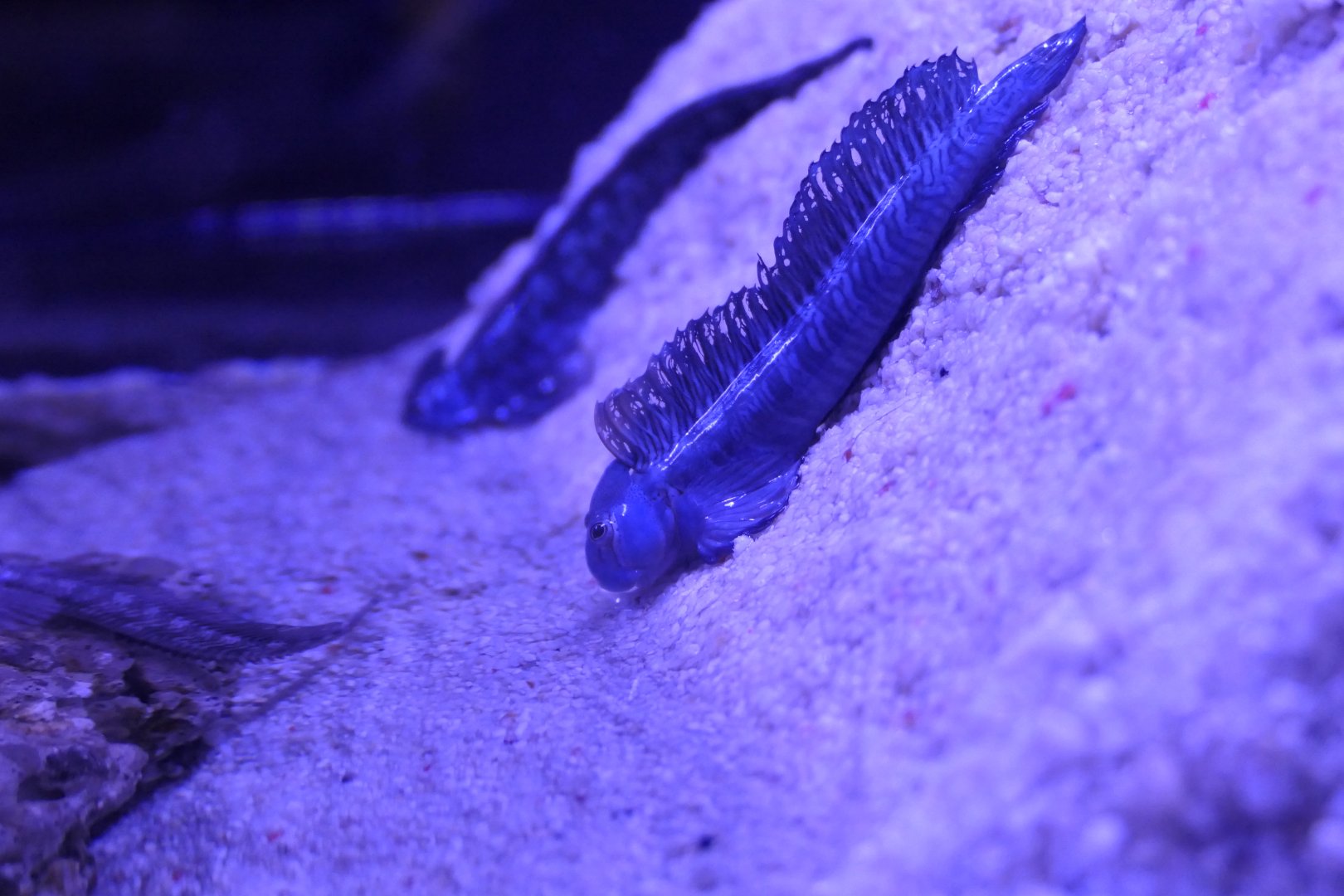 Ogasawara Leaping Blenny (Alticus orientalis)