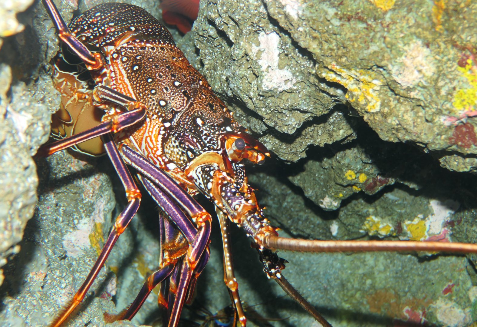 Ogasawara Spiny Lobster (Panulirus brunneiflagellum)