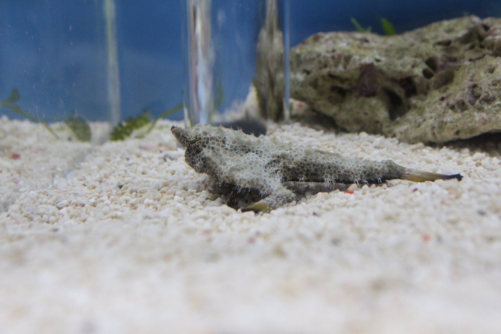 Ogcocephalus cubifrons