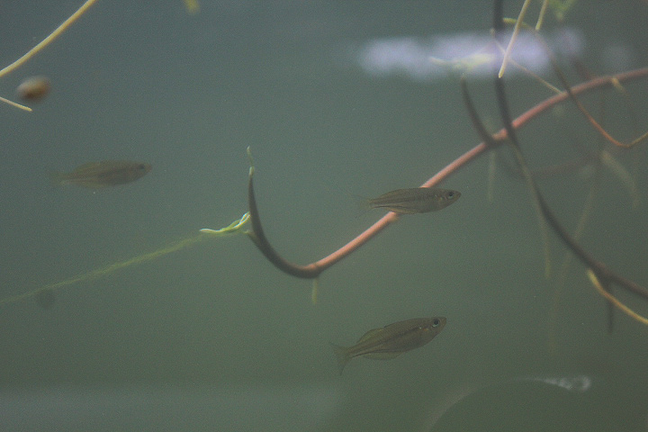 Ogilby's rainbowfish (Melanotaenia ogilbyi) - PCBA