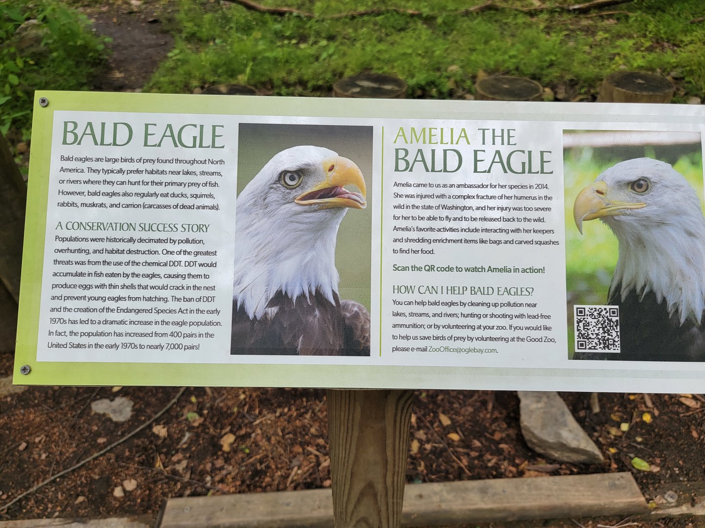 Oglebay Good Zoo - Bald eagle
