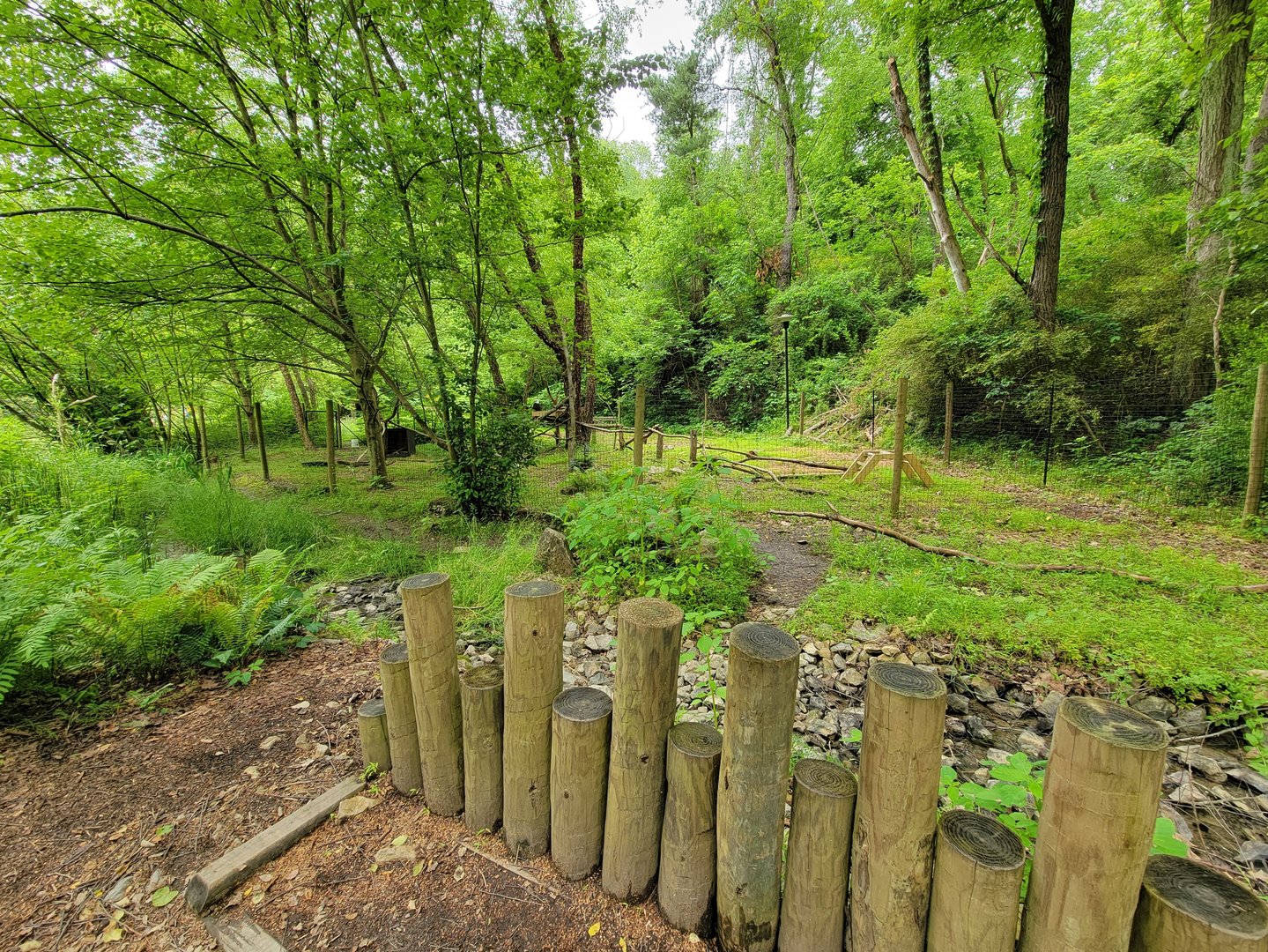 Oglebay Good Zoo - Bald eagle