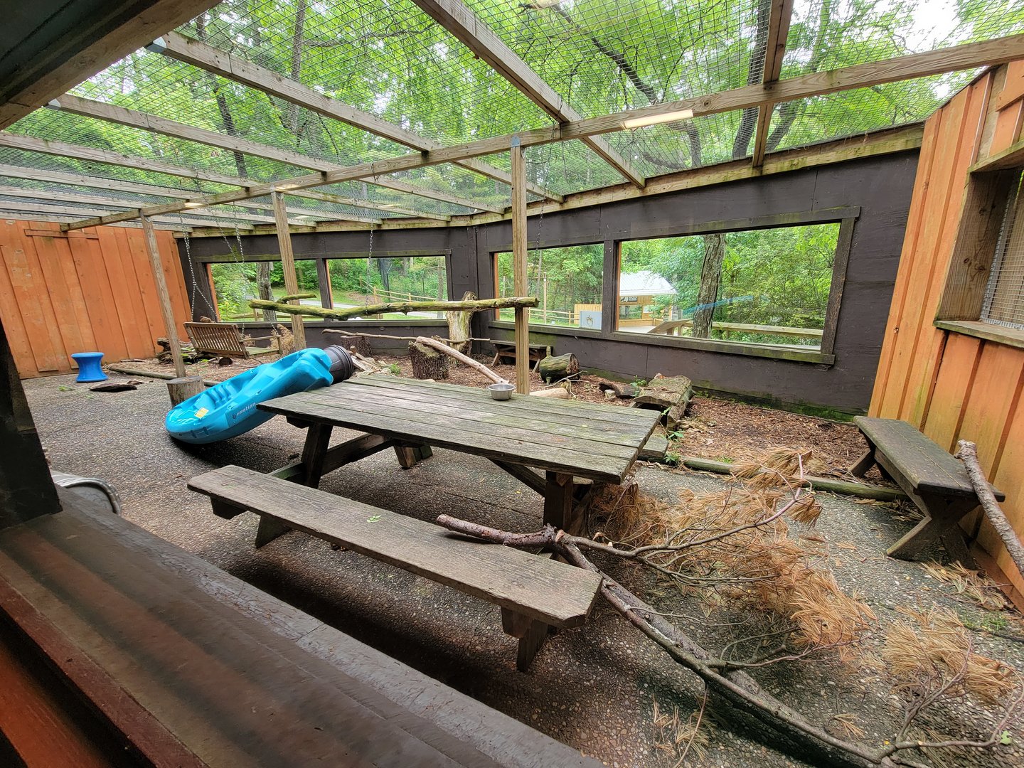 Oglebay Good Zoo - Bobcat outdoor yard, West Virginia Conservation Center