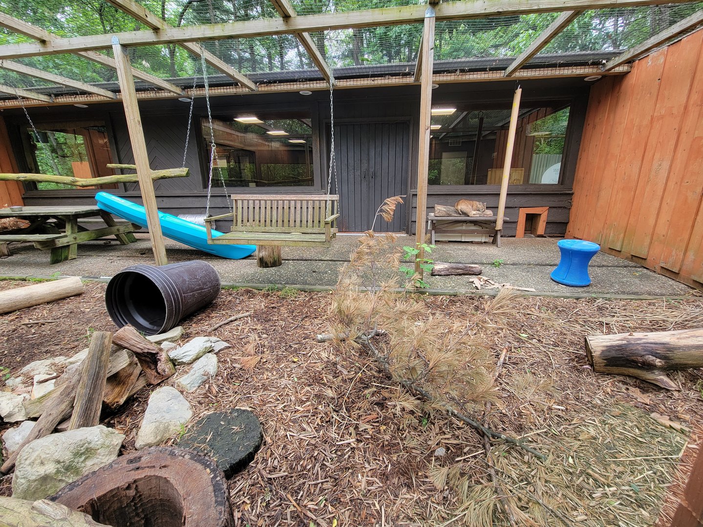 Oglebay Good Zoo - Bobcats outdoor yard from outside windows, West Virginia Conservation Center