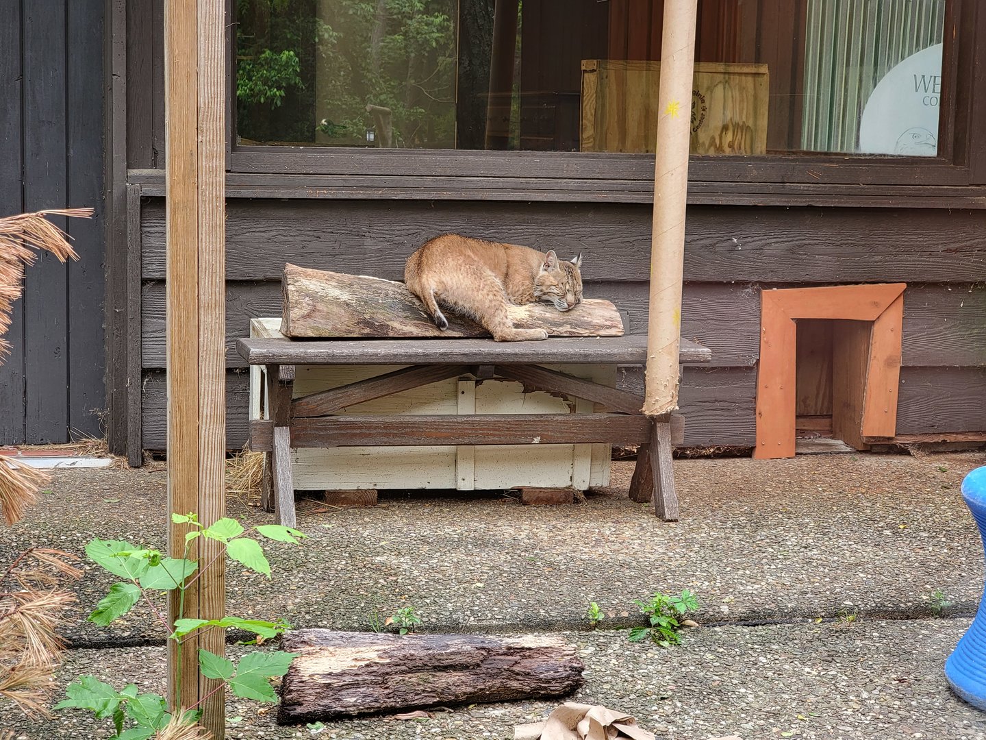 Oglebay Good Zoo - Bobcats outdoor yard from outside windows, West Virginia Conservation Center