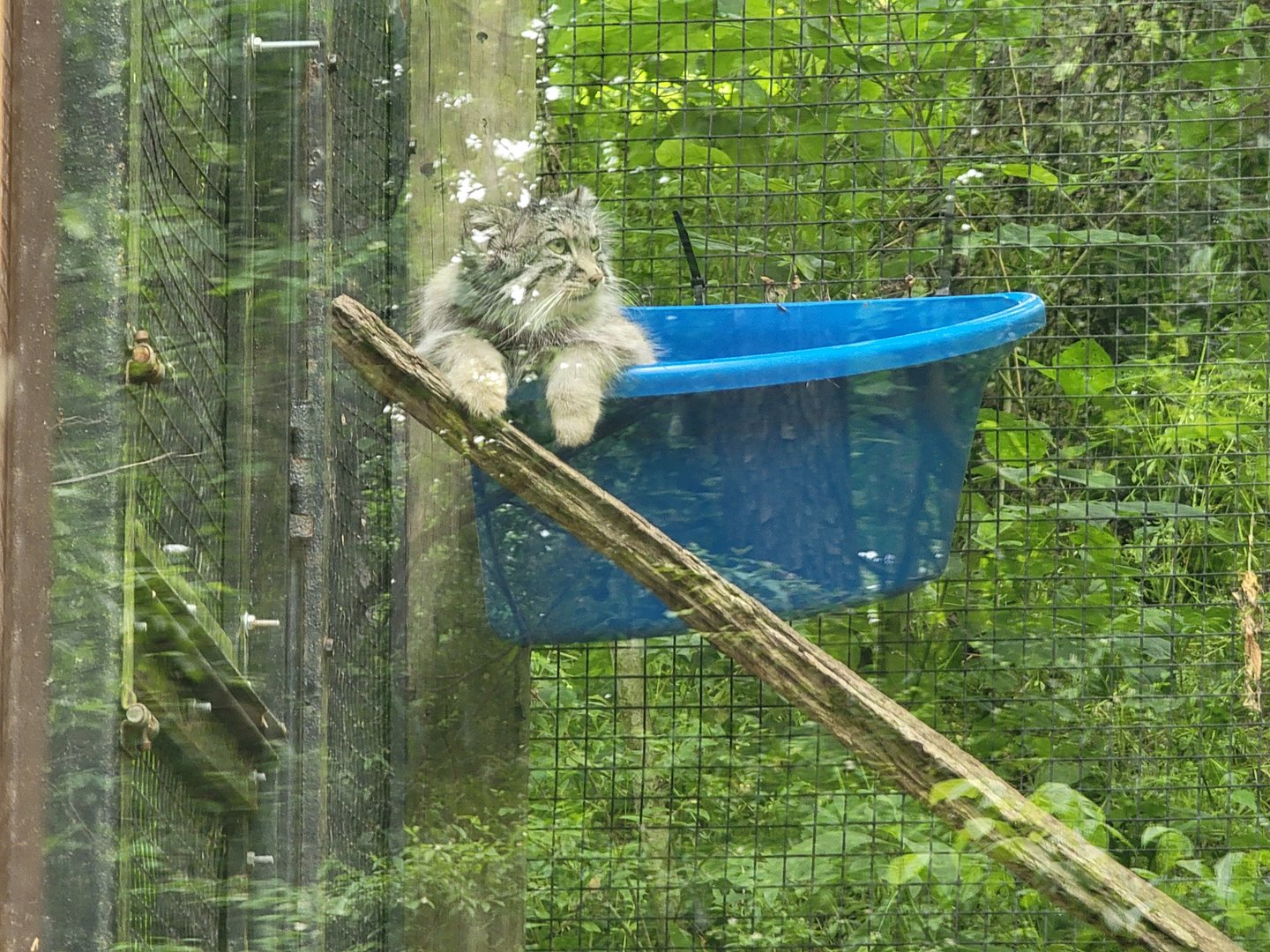 Oglebay Good Zoo - Bucket cat :) Pallas's cat