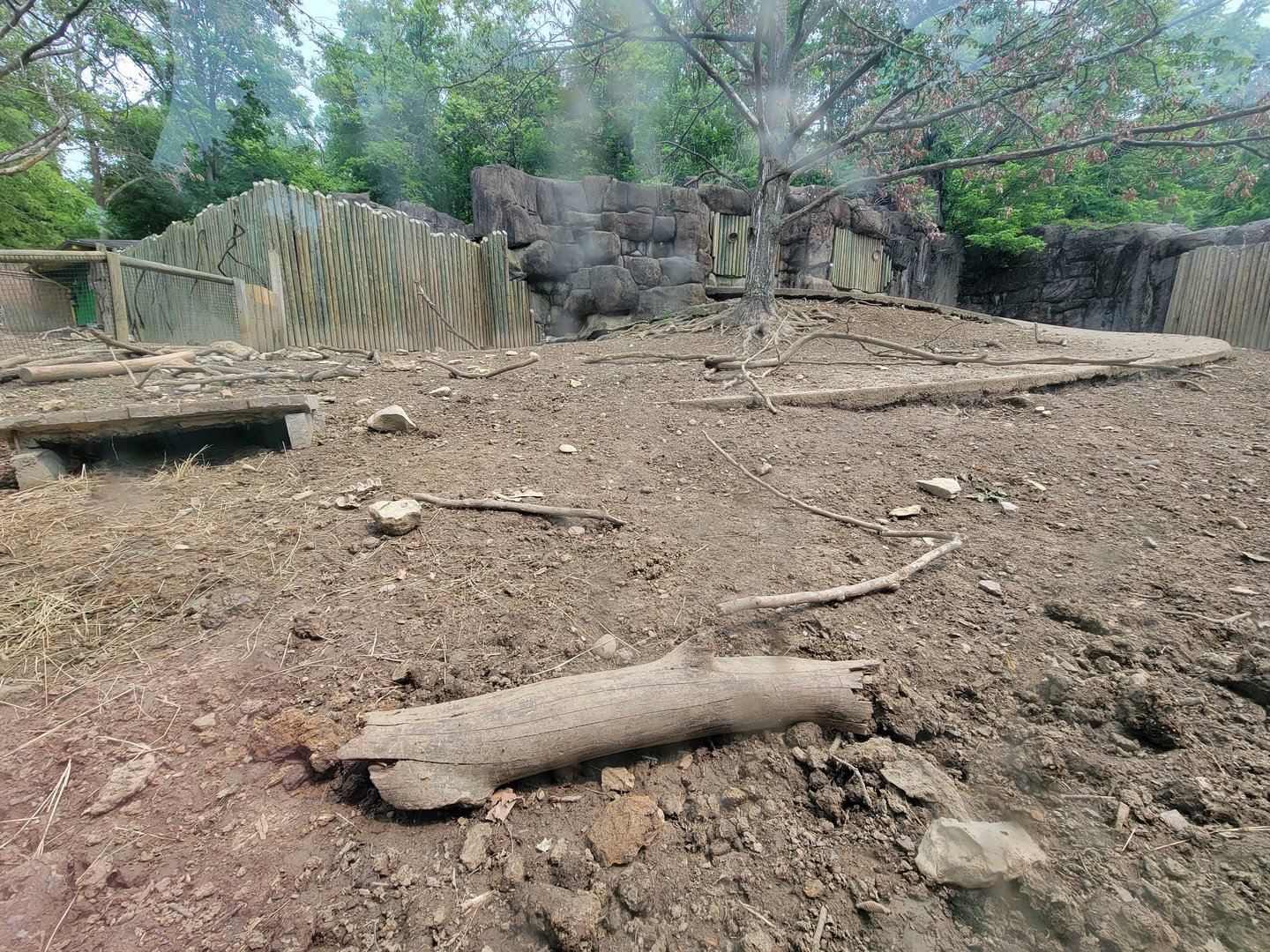 Oglebay Good Zoo - Cape porcupine