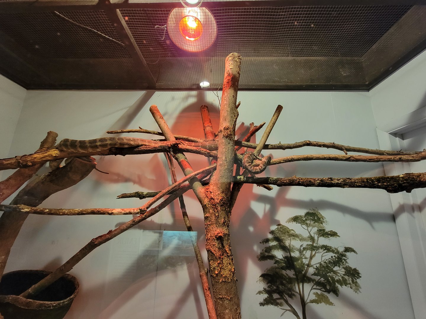 Oglebay Good Zoo - Carpet python