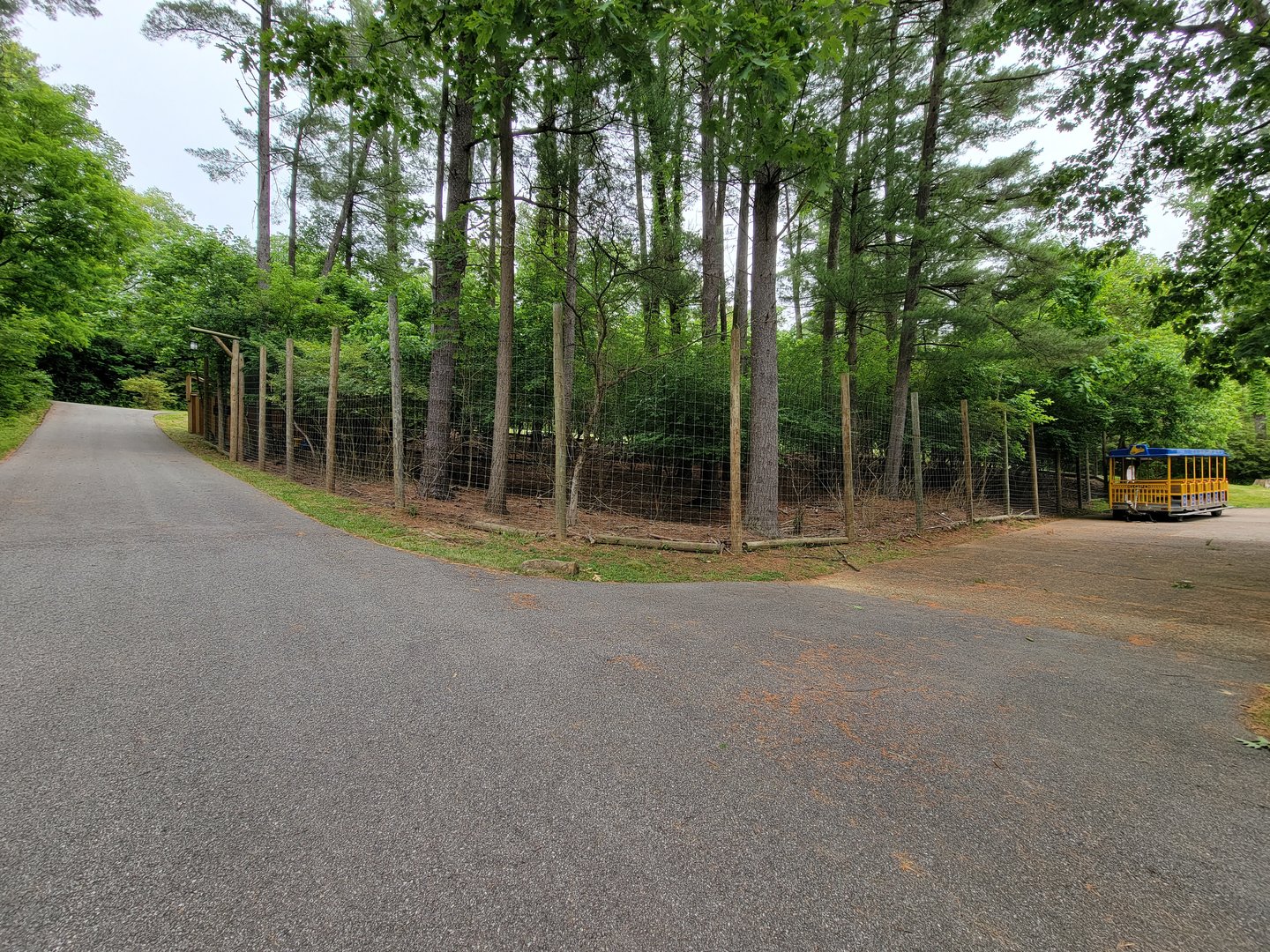 Oglebay Good Zoo - Central Chinese Goral yard