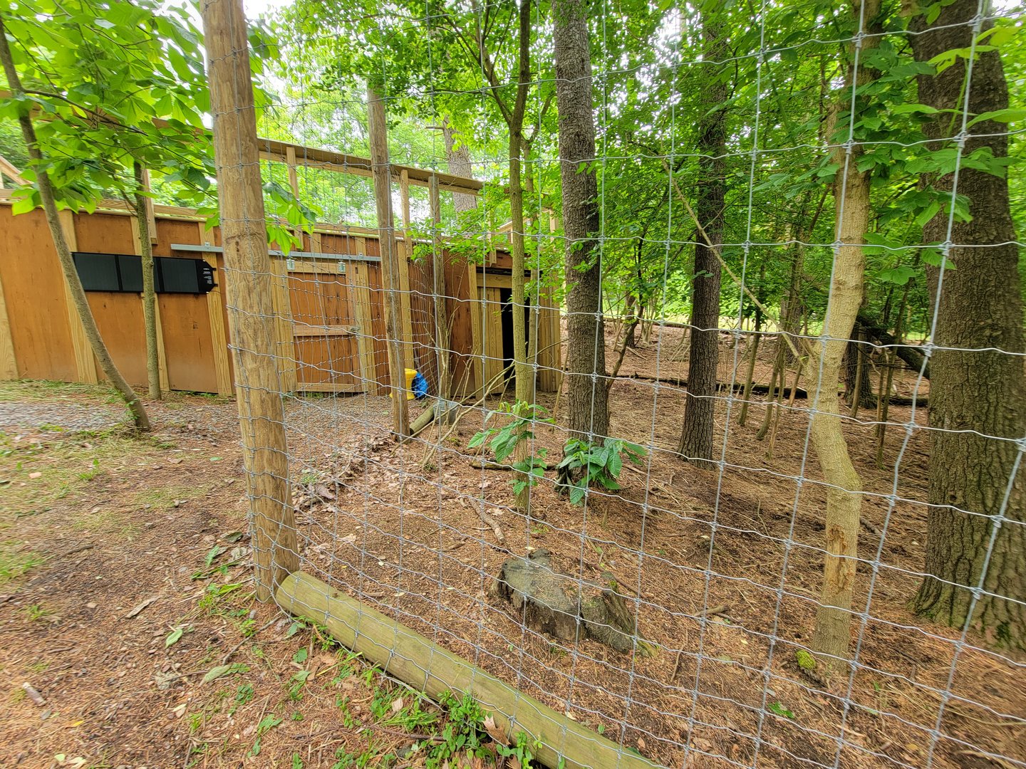 Oglebay Good Zoo - Central Chinese Goral yard