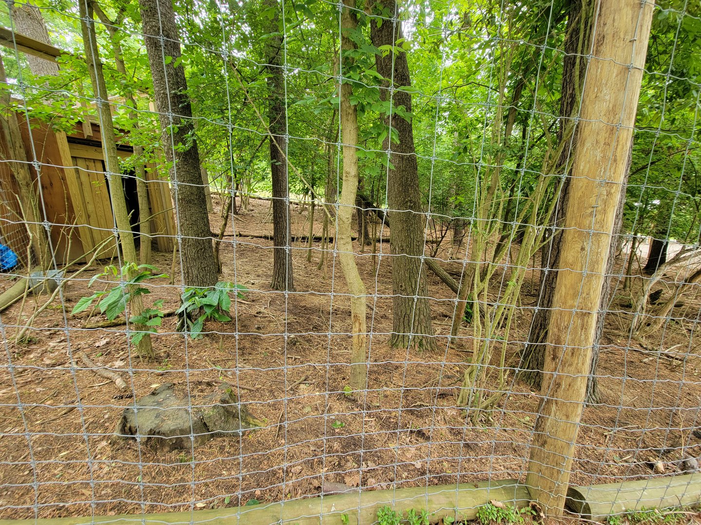 Oglebay Good Zoo - Central Chinese Goral yard