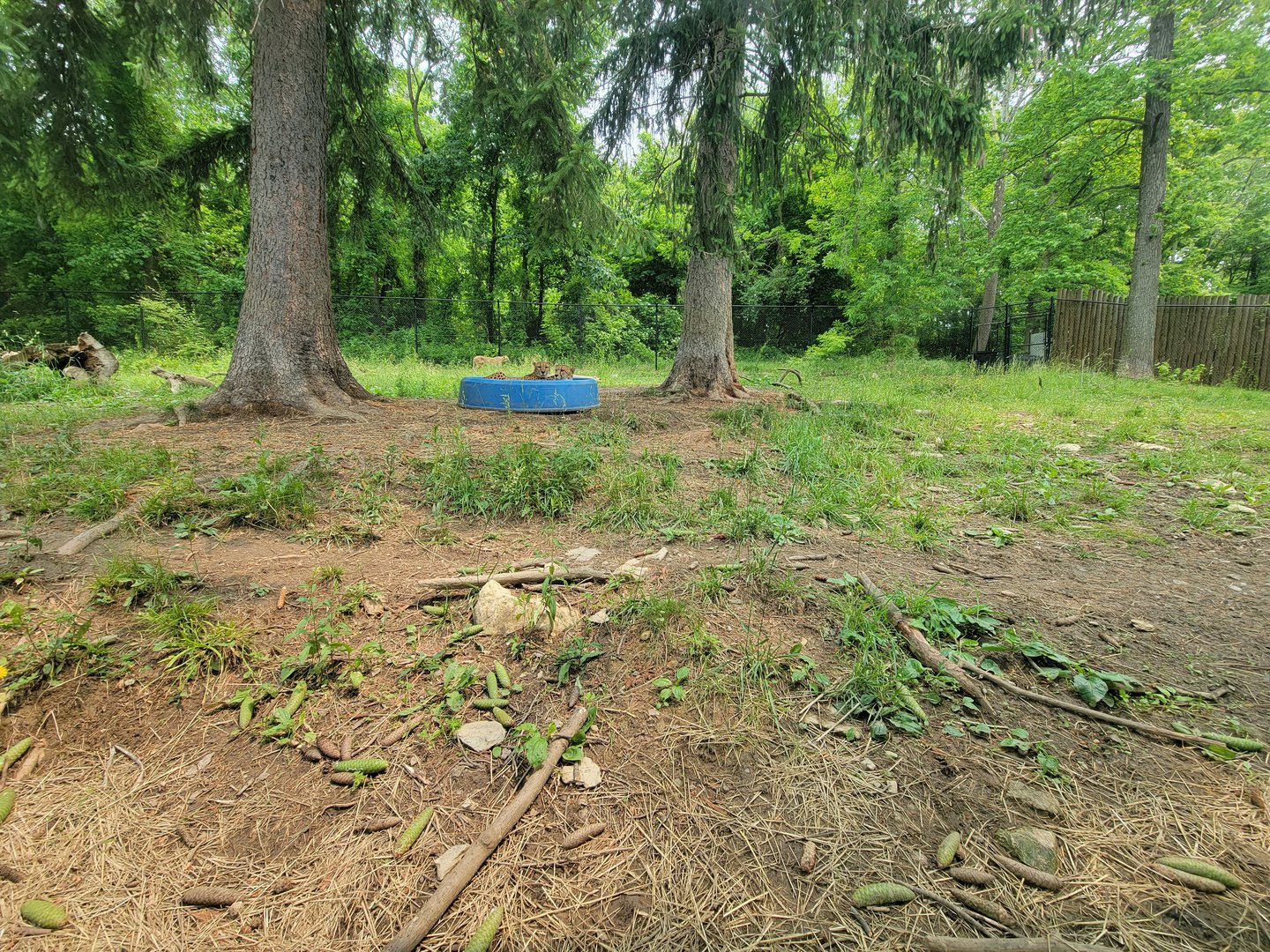 Oglebay Good Zoo - Cheetahs