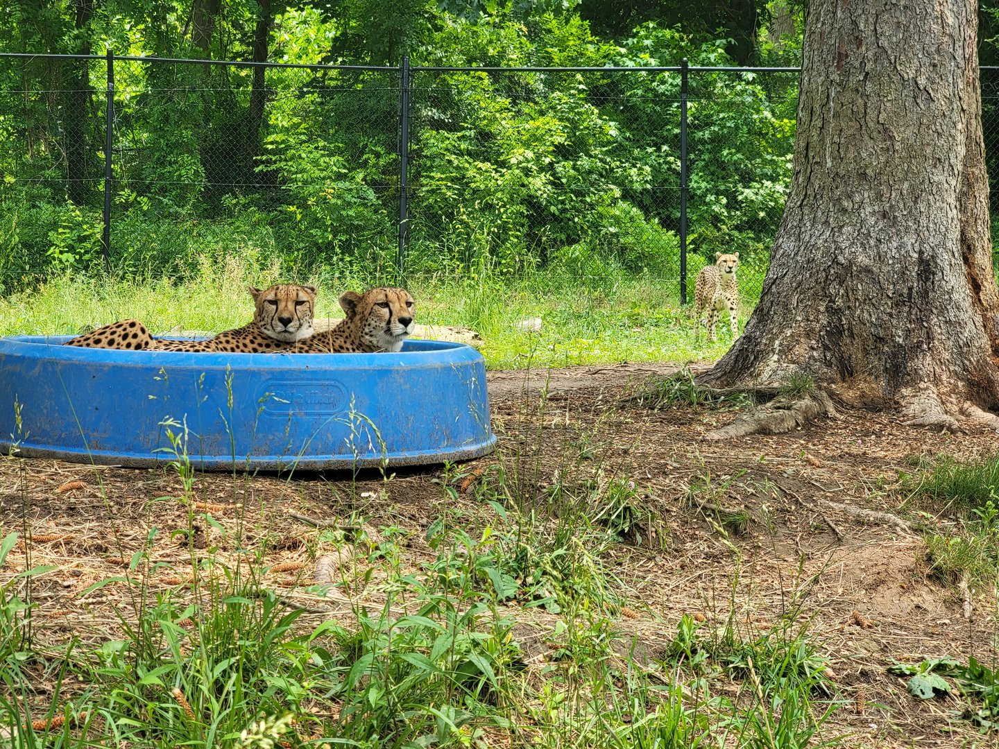 Oglebay Good Zoo - Cheetahs