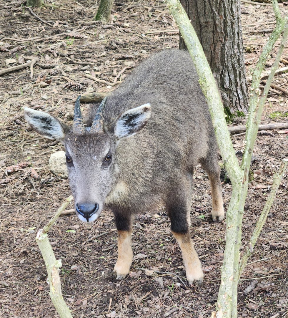 Oglebay Good Zoo - Chinese Goral