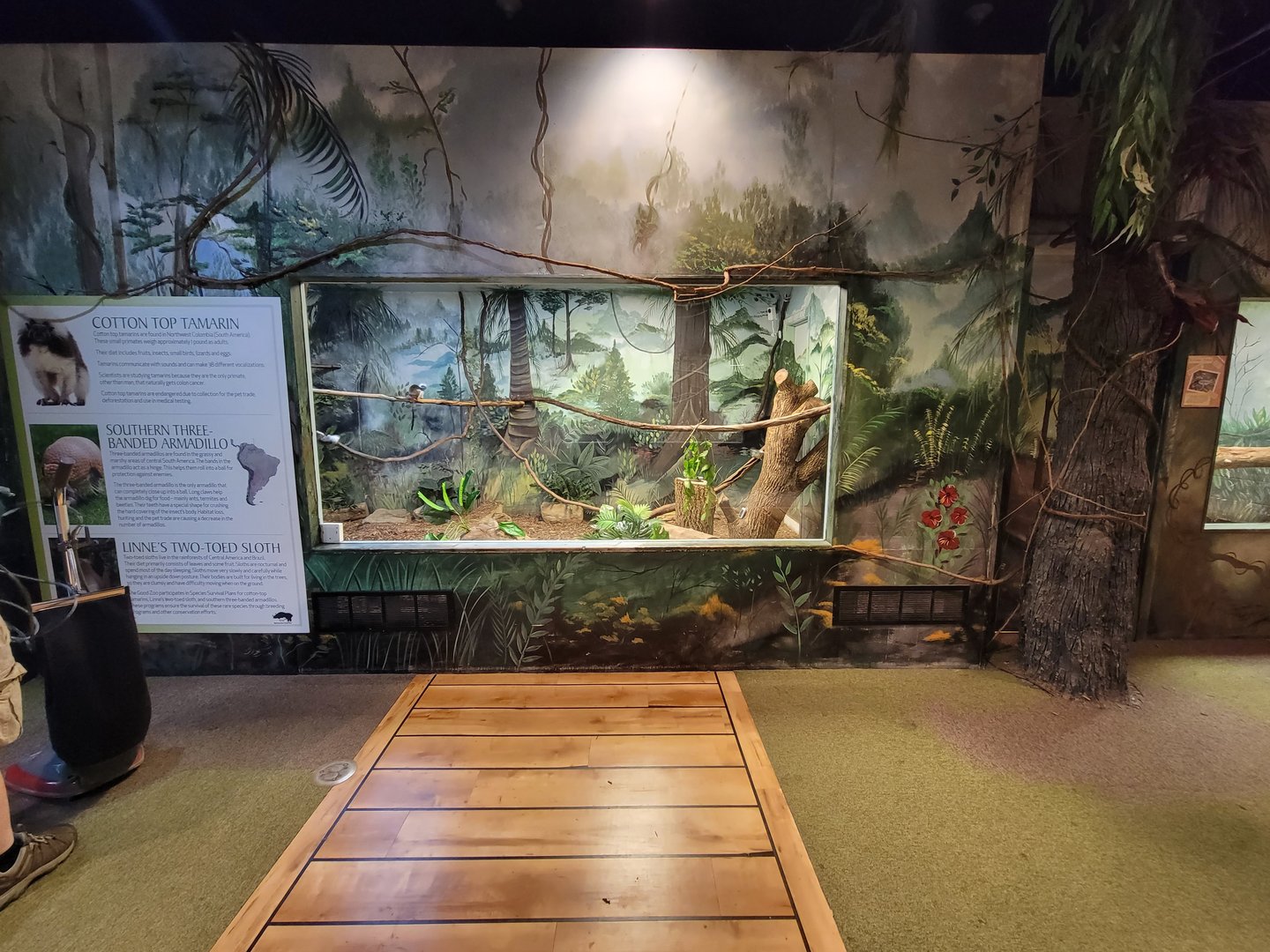 Oglebay Good Zoo - Cotton-top tamarin, Linneaus's two-toed sloth, southern three-banded armadillo