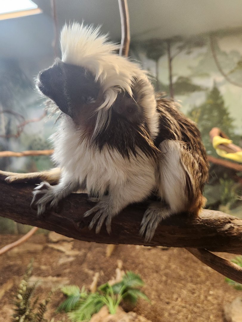 Oglebay Good Zoo - Cottontop Tamarin with baby
