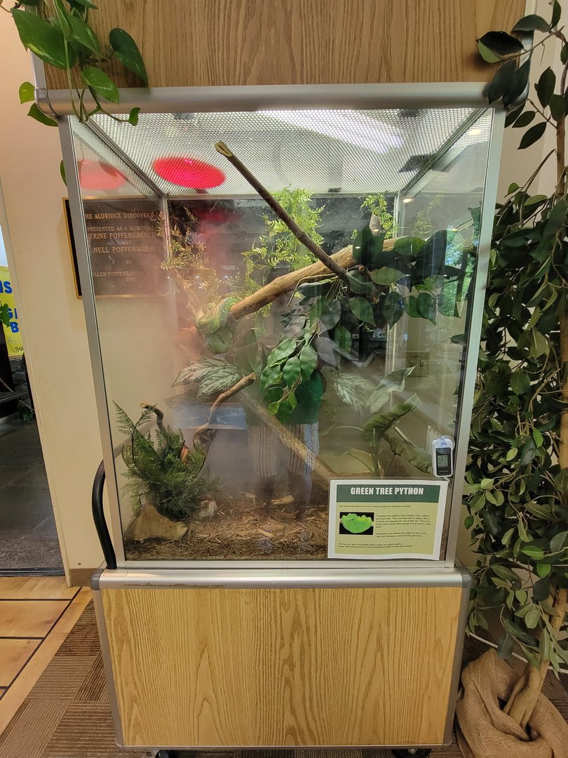 Oglebay Good Zoo - Green tree python