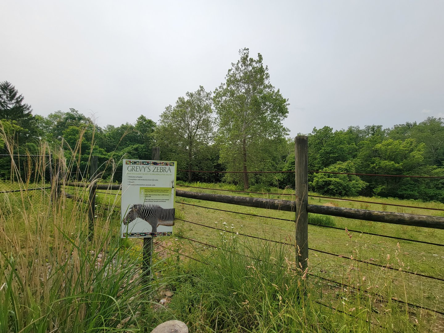 Oglebay Good Zoo - Grevy's zebra and ostrich