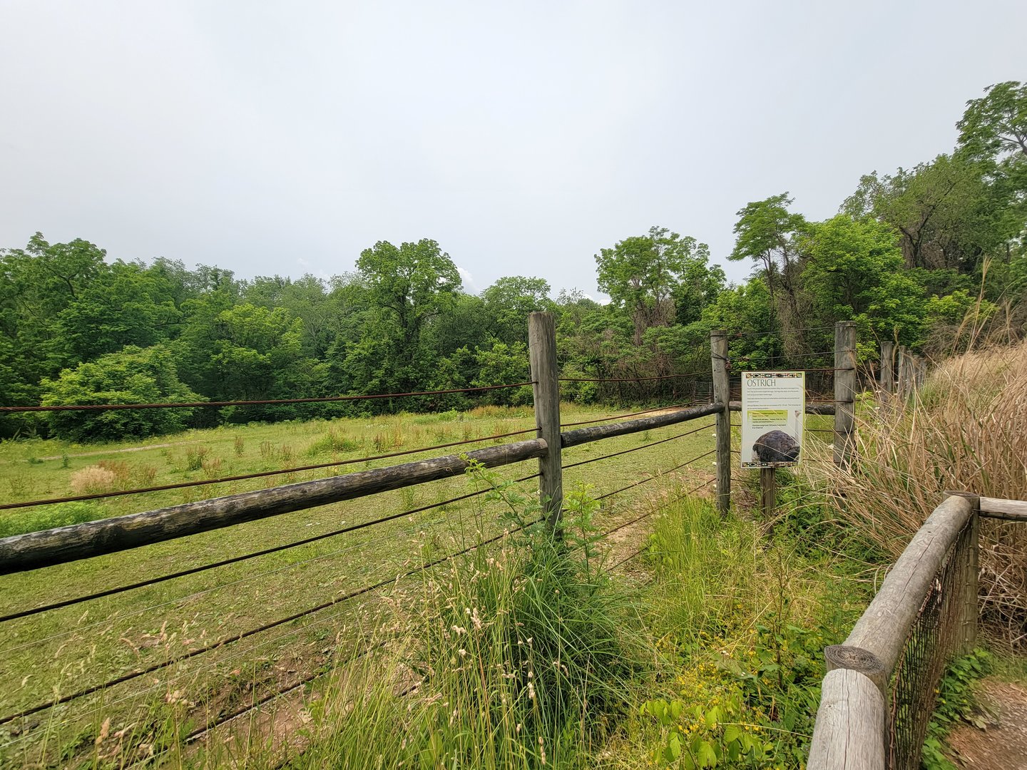 Oglebay Good Zoo - Grevy's zebra and ostrich