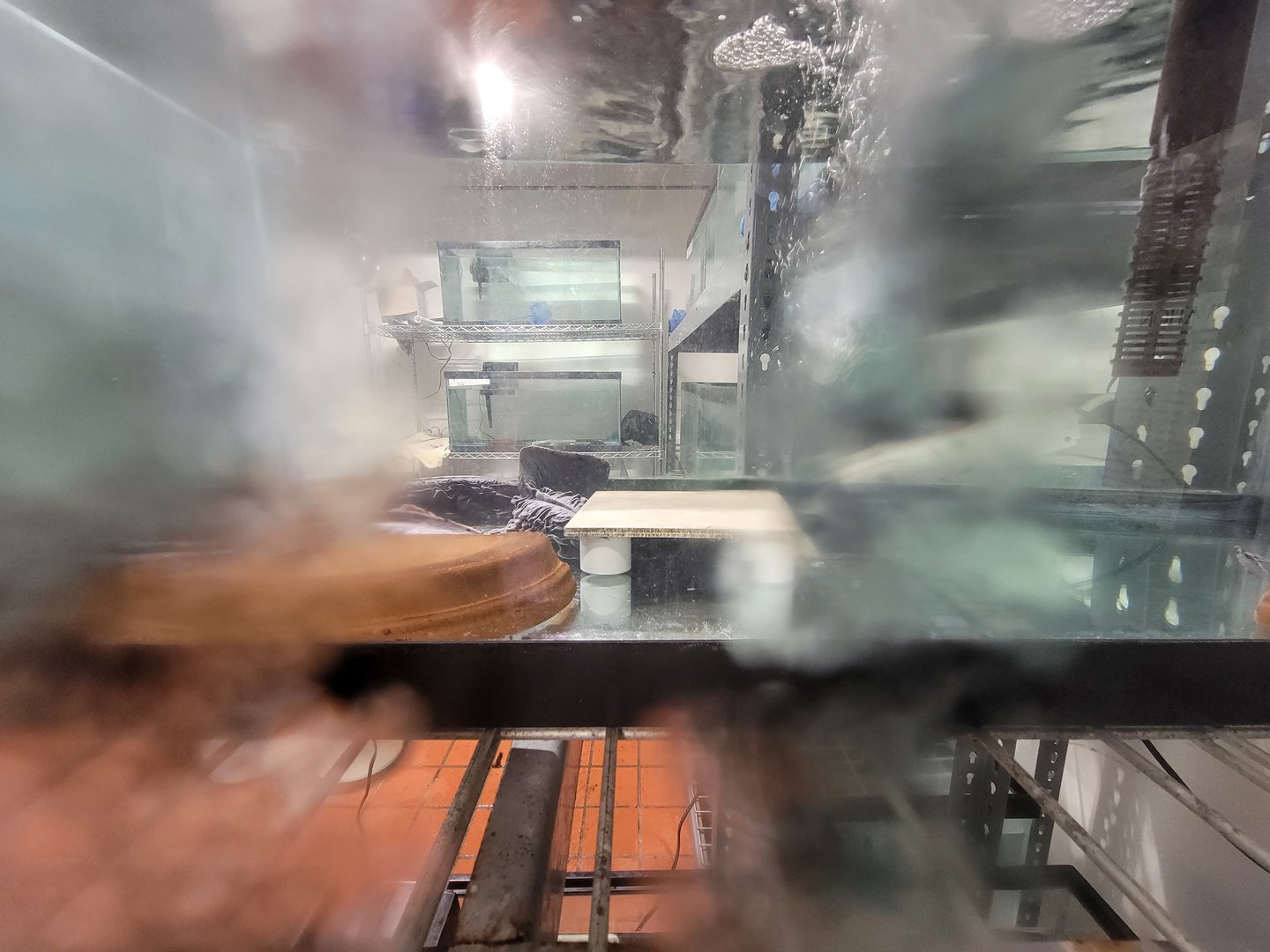 Oglebay Good Zoo - Hellbender breeding, West Virginia Conservation Center