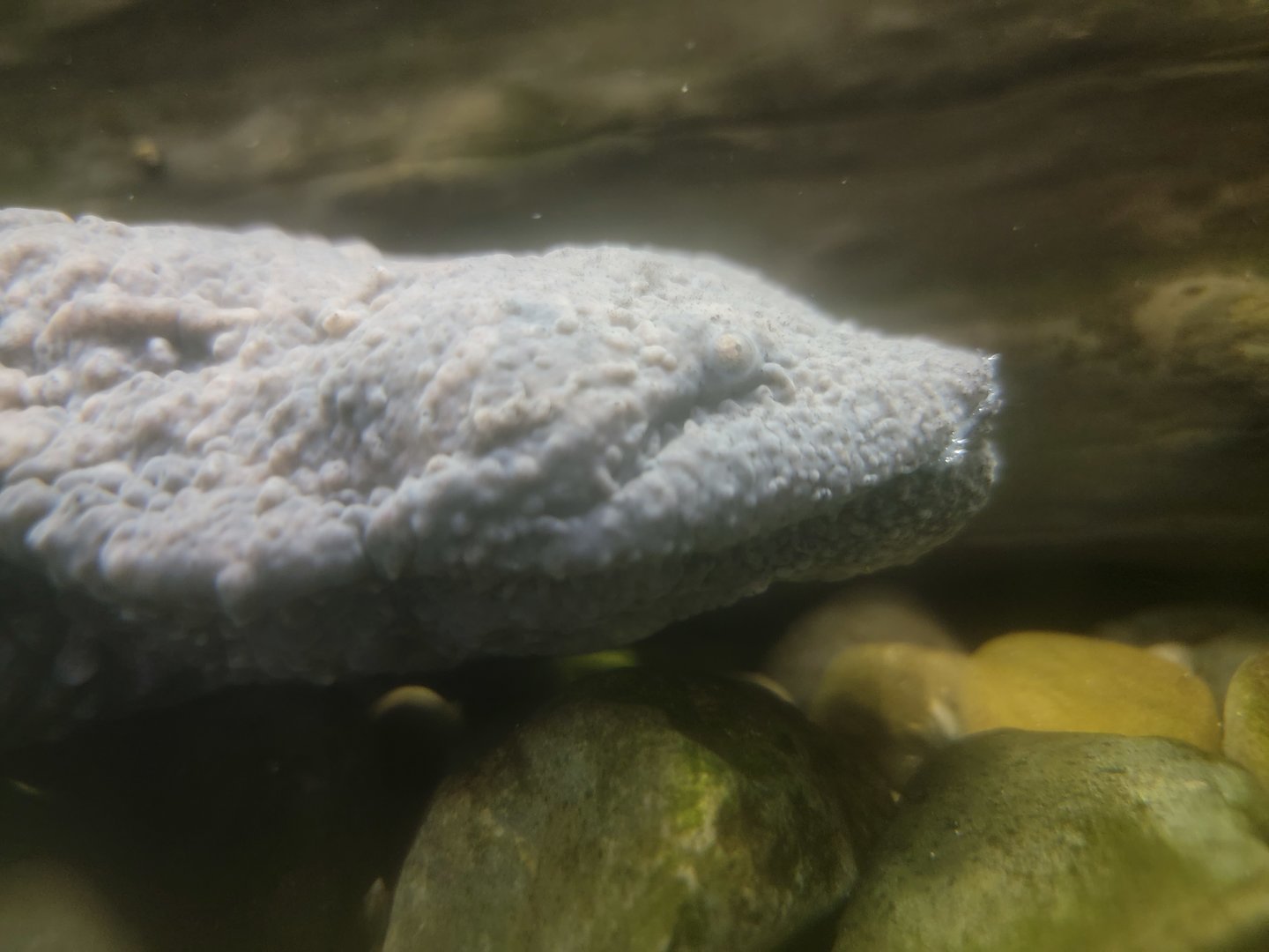 Oglebay Good Zoo - Hellbender face