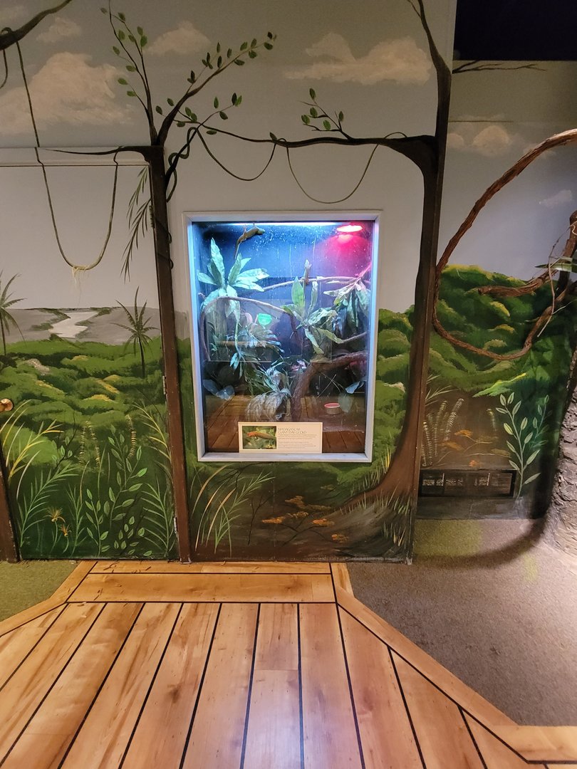 Oglebay Good Zoo - Madagascar giant day gecko