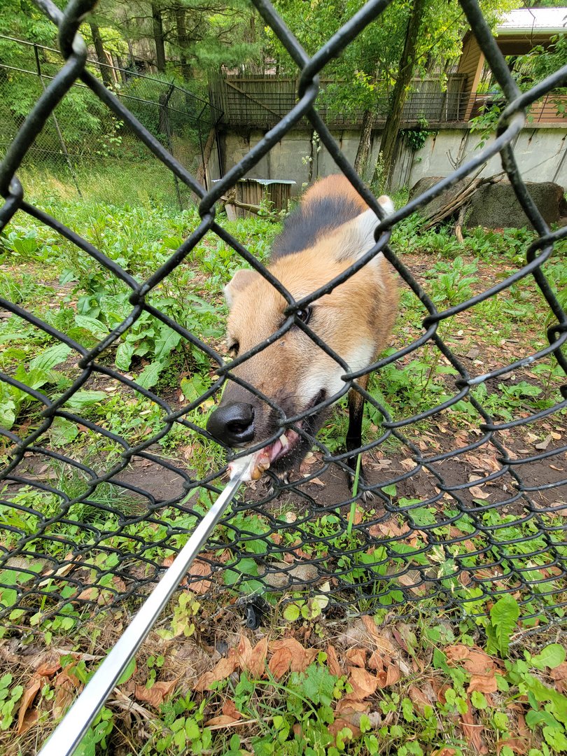 Oglebay Good Zoo - Maned wolf from bts/ground