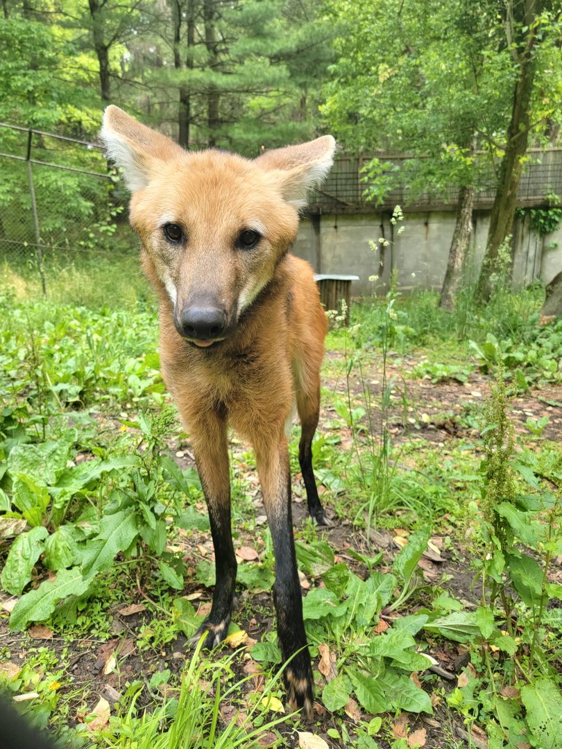 Oglebay Good Zoo - Maned wolf from bts/ground