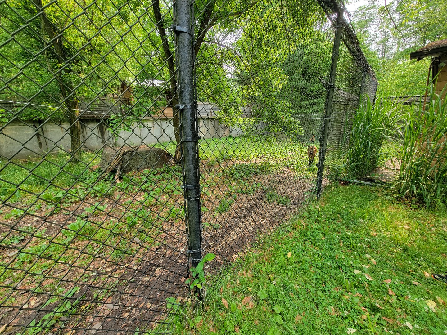 Oglebay Good Zoo - Maned wolf yard from bts/ground