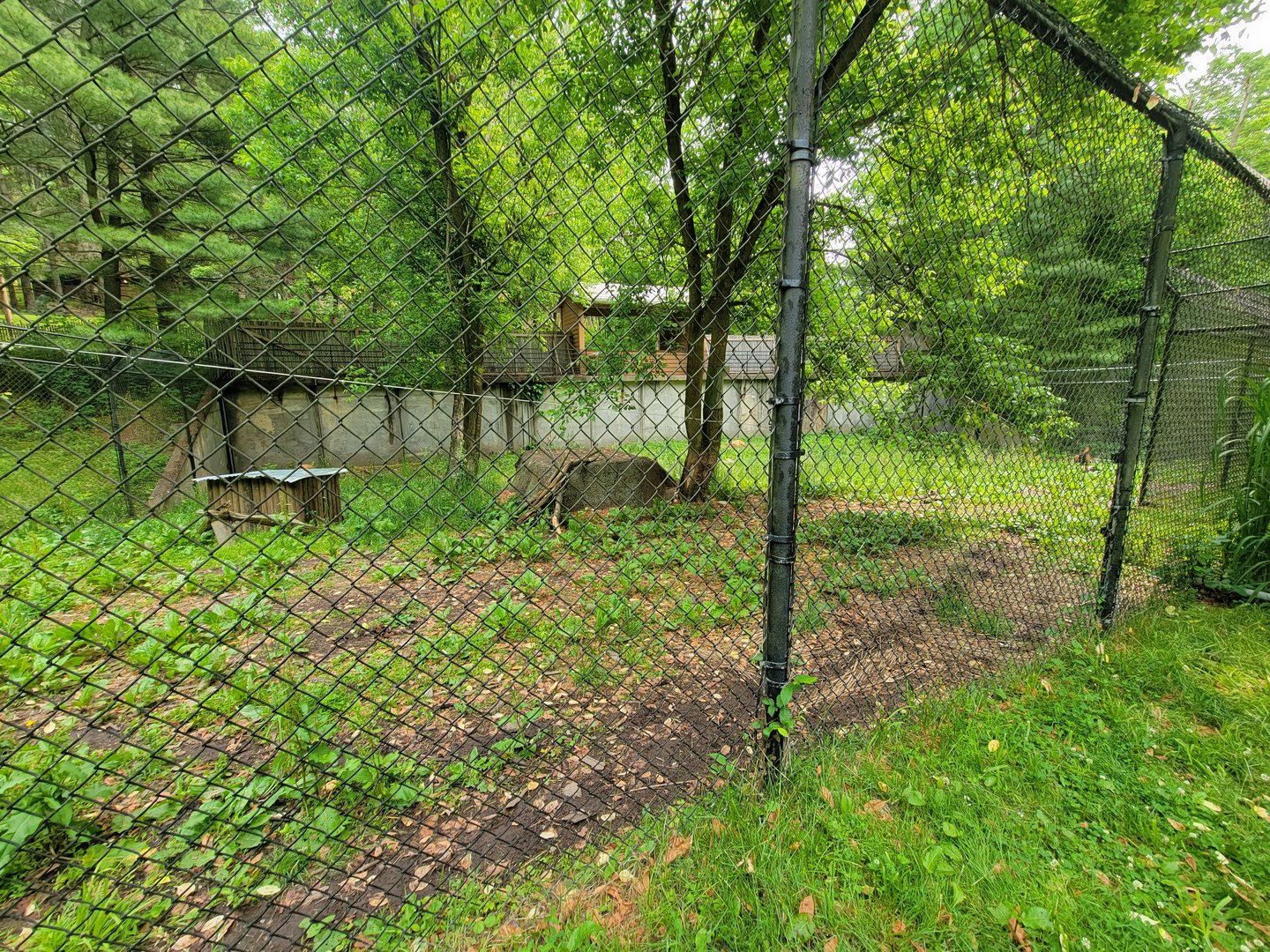 Oglebay Good Zoo - Maned wolf yard from bts/ground