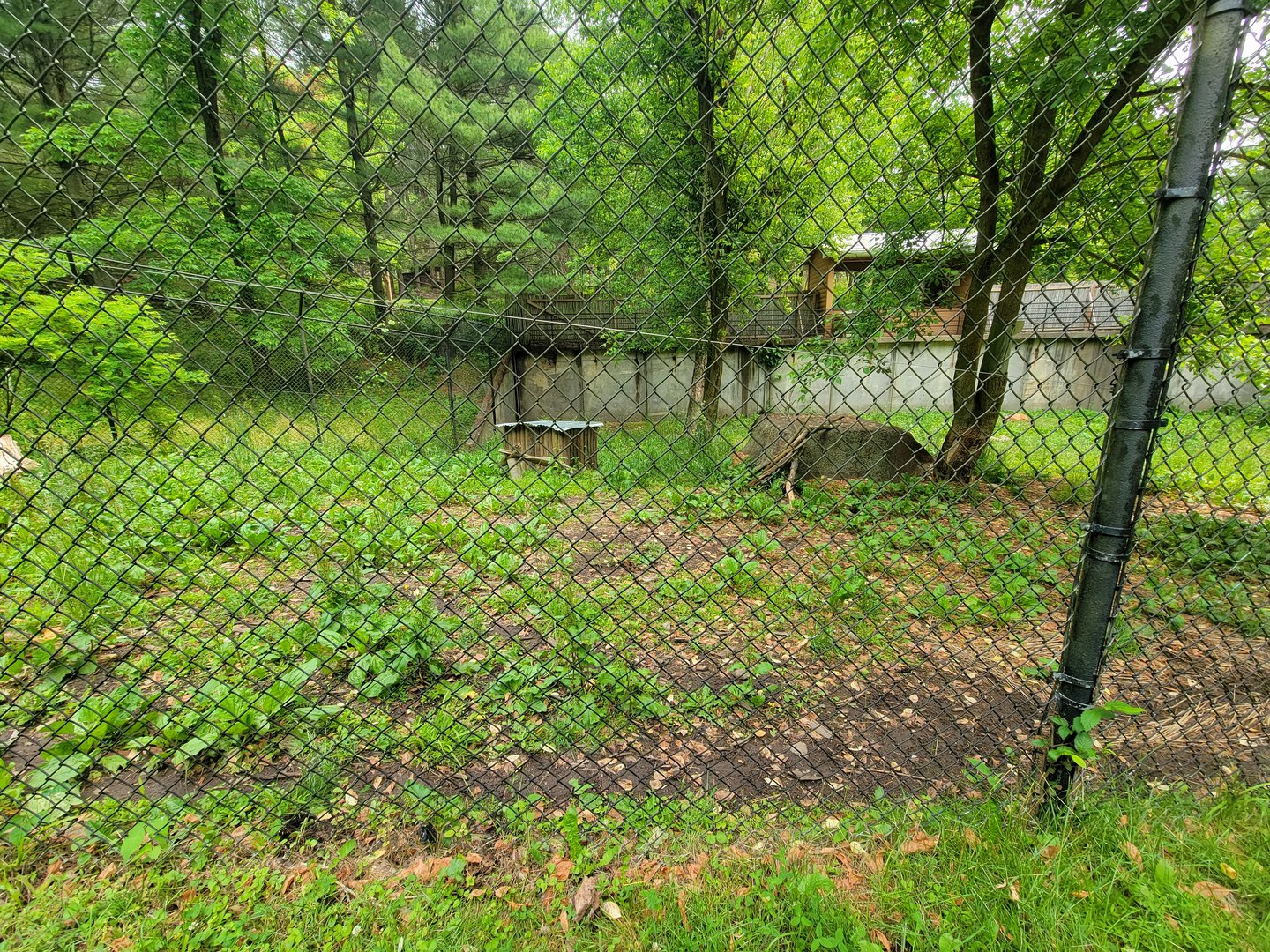 Oglebay Good Zoo - Maned wolf yard from bts/ground