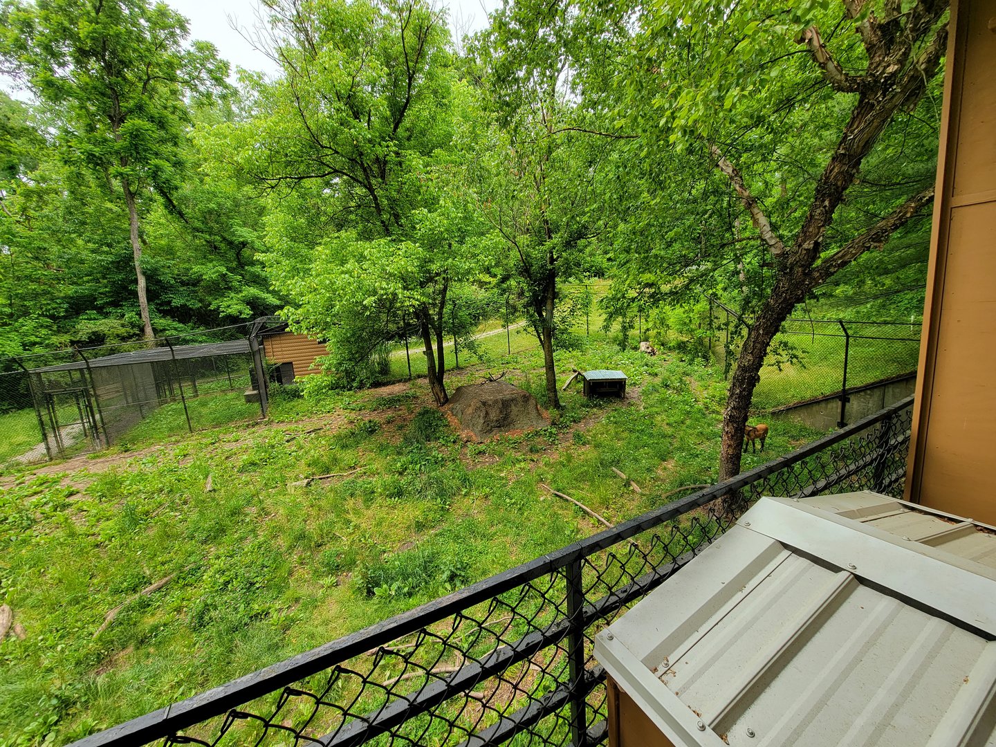 Oglebay Good Zoo - Maned wolf yard from upper/public viewing