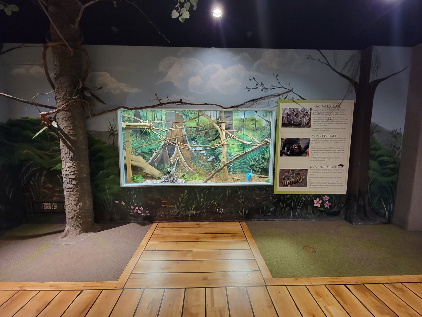 Oglebay Good Zoo - Mongoose lemur, radiated tortoise