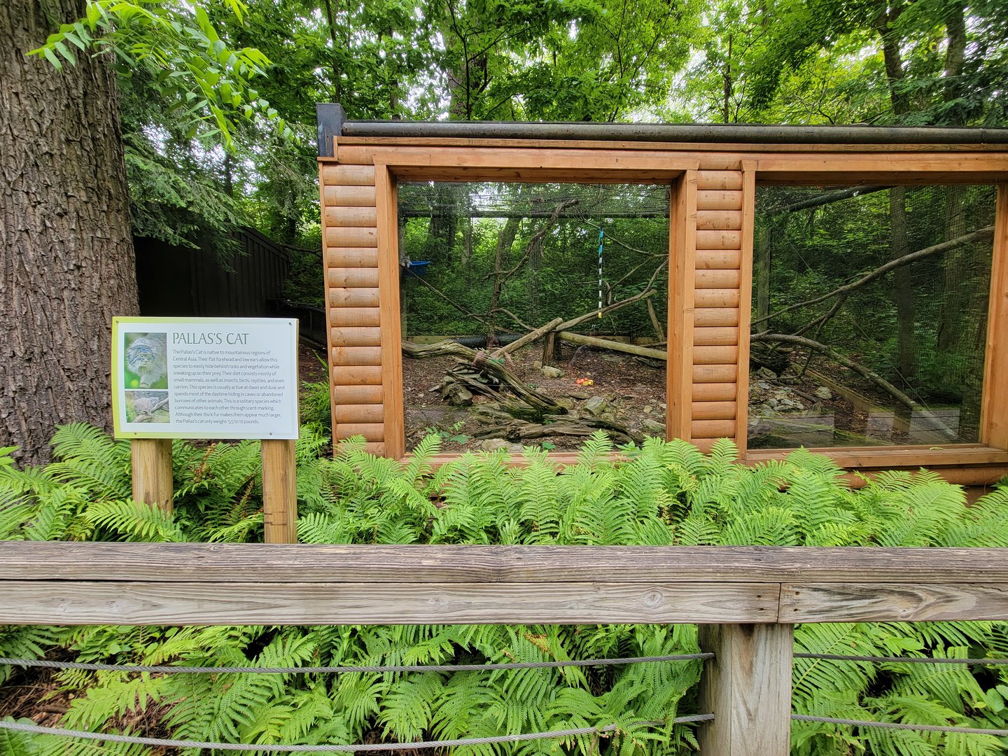 Oglebay Good Zoo - Pallas's cat