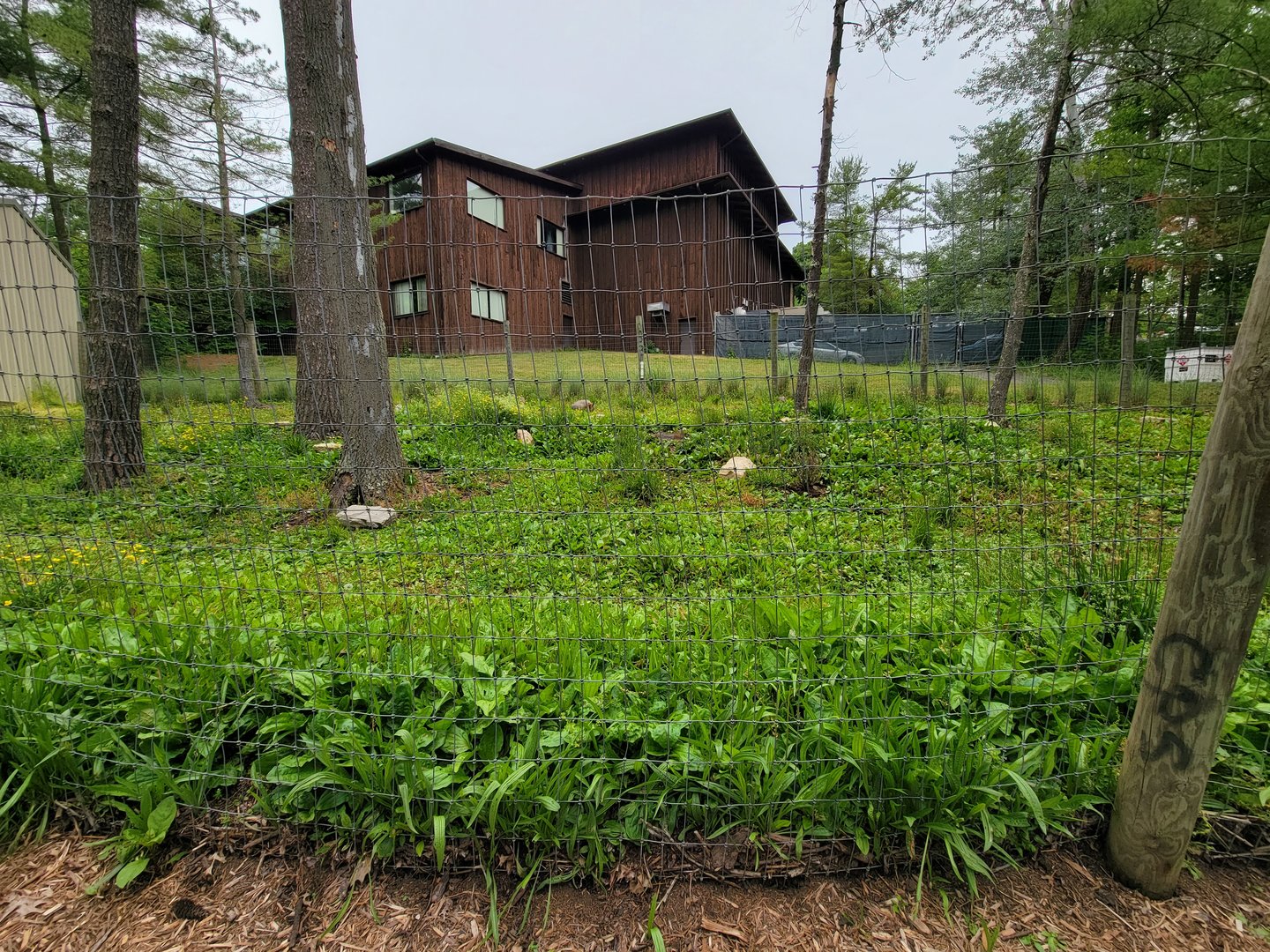 Oglebay Good Zoo - Patagonian mara