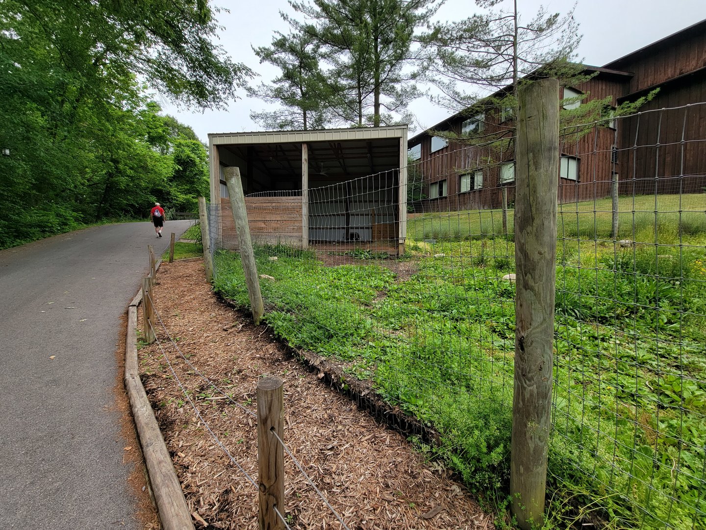 Oglebay Good Zoo - Patagonian mara