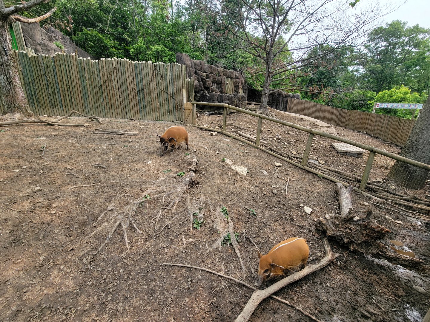 Oglebay Good Zoo - Red river hogs, porcupine to the right