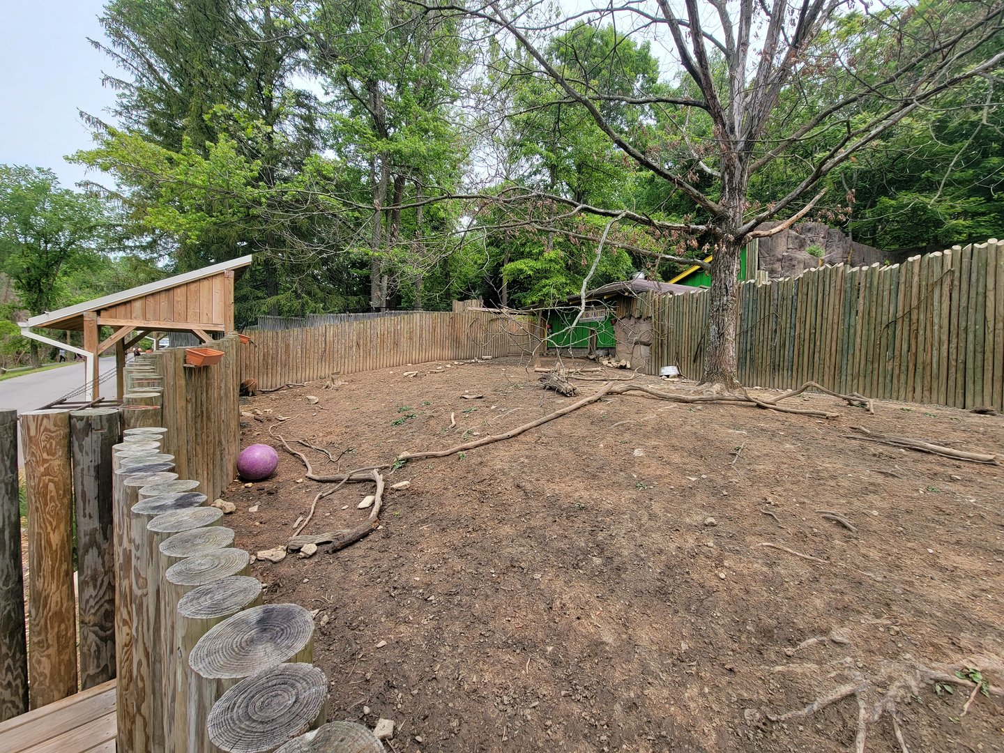 Oglebay Good Zoo - Red river hogs