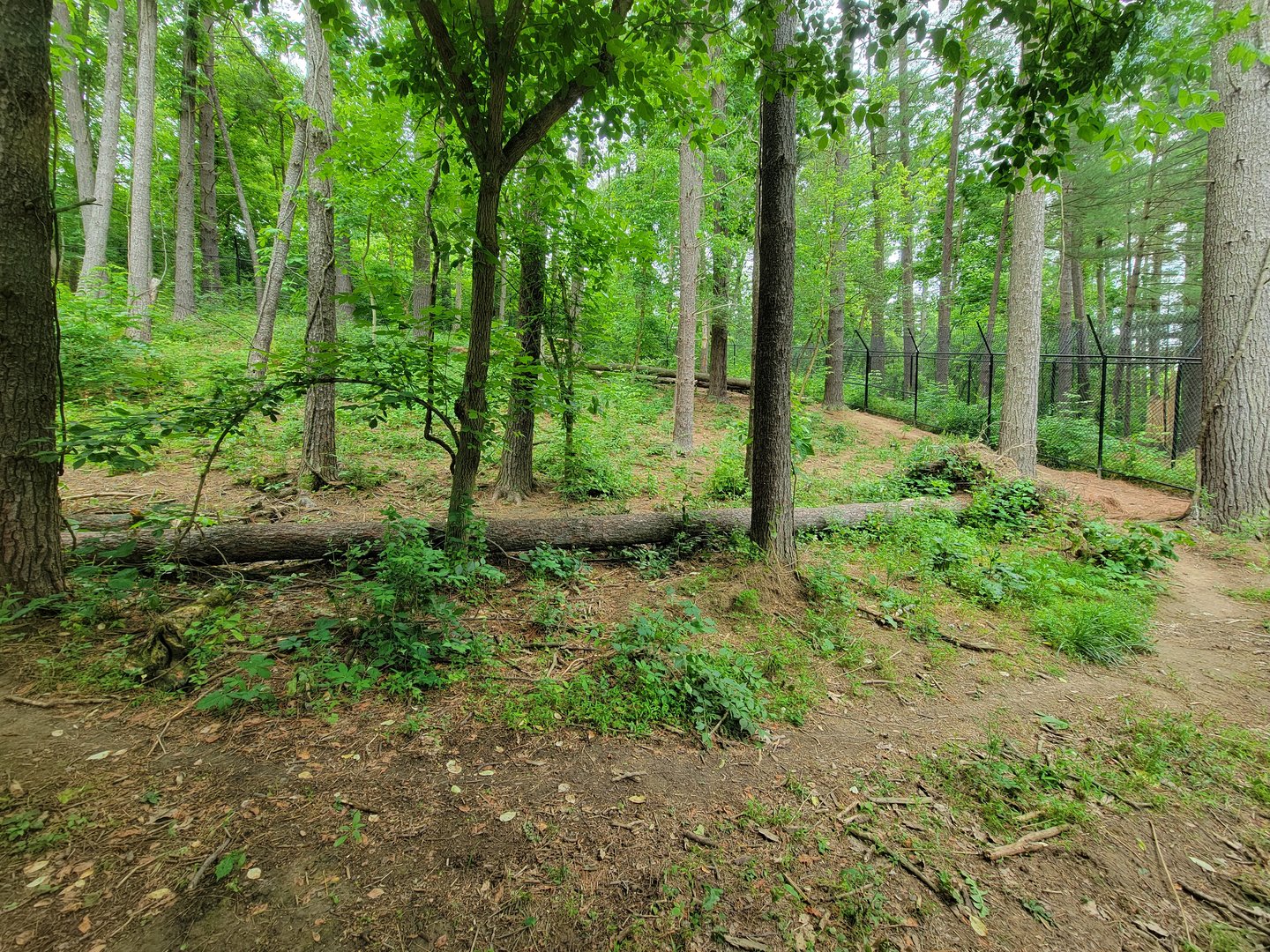 Oglebay Good Zoo - Red wolves, yard 1