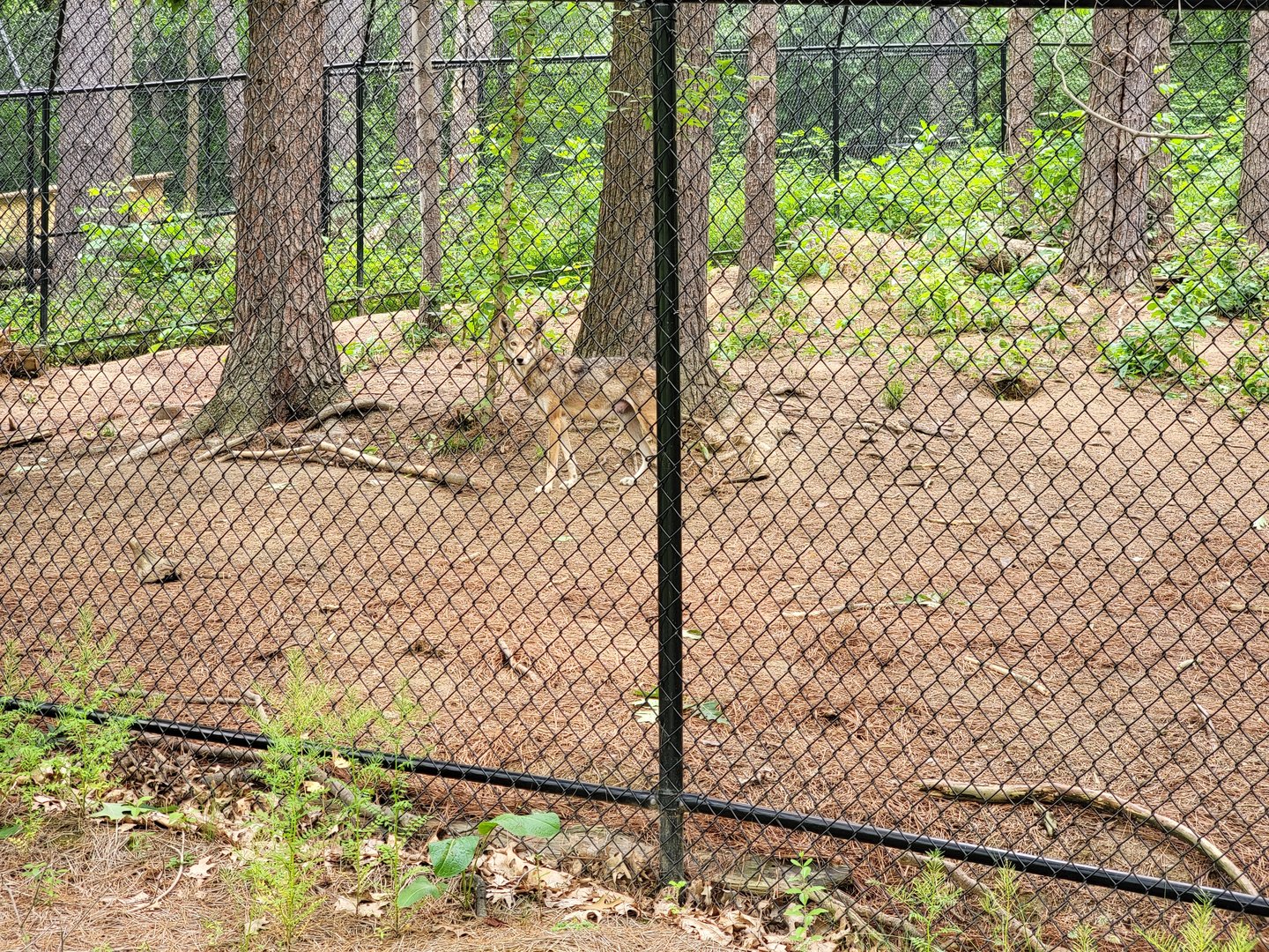 Oglebay Good Zoo - Red wolves, yard 2, mom wolf walking around