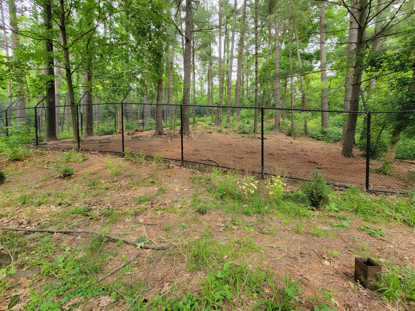 Oglebay Good Zoo - Red wolves, yard 2