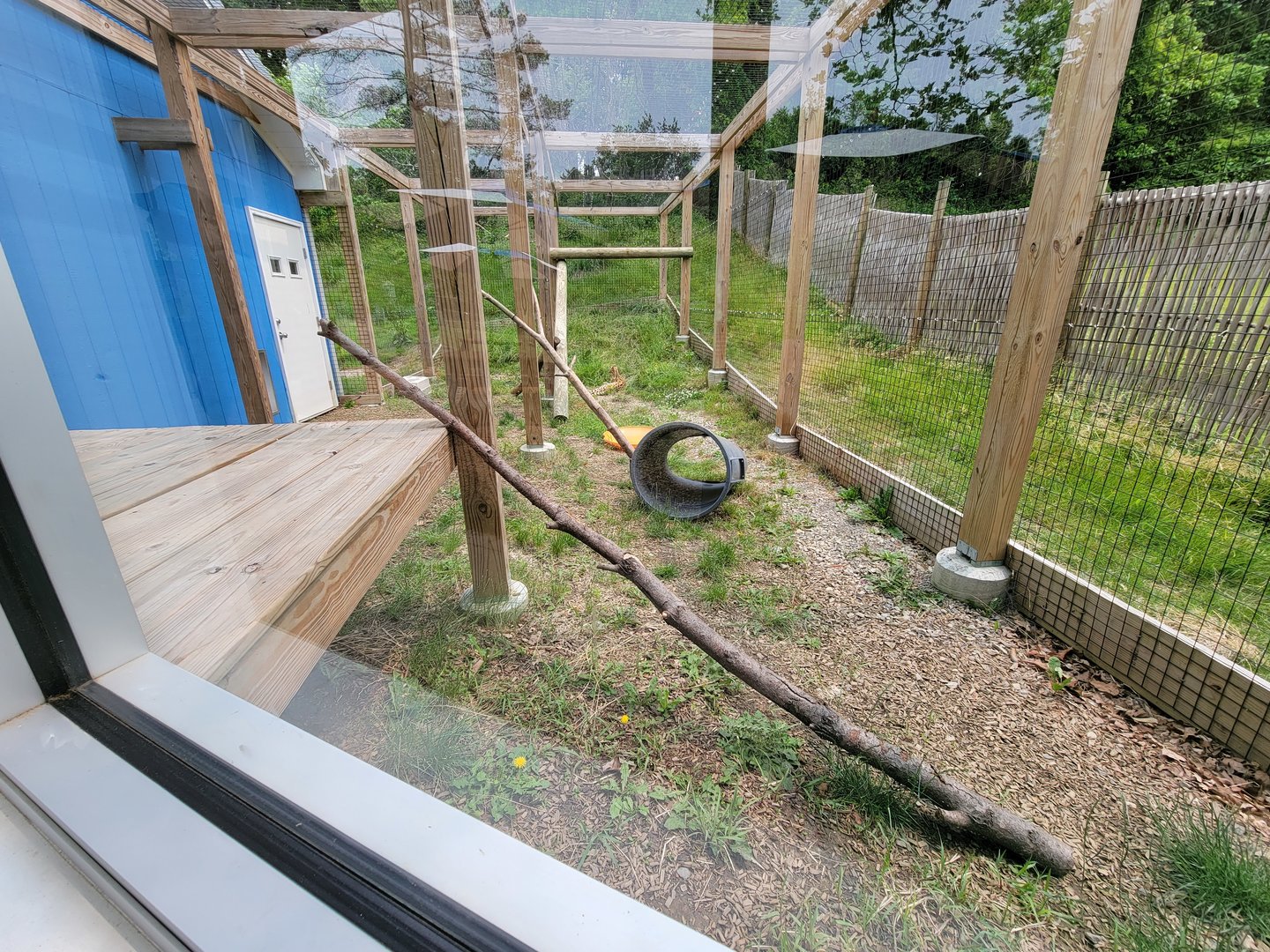 Oglebay Good Zoo - Serval