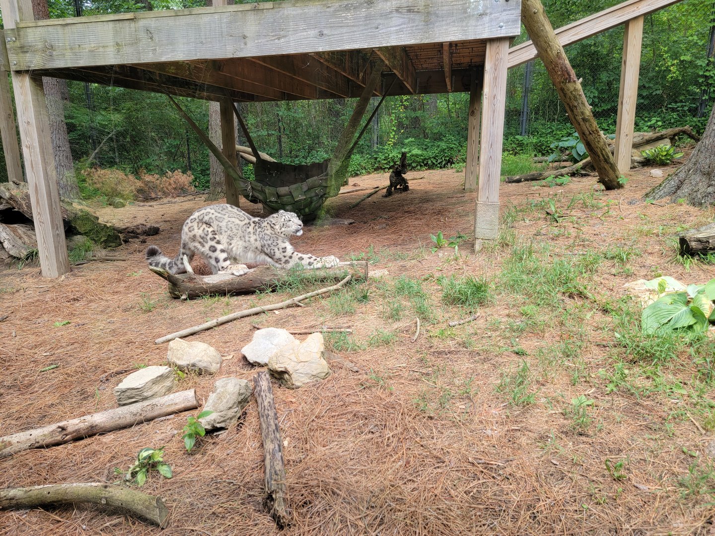 Oglebay Good Zoo - Snow leopard stretches